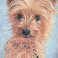 Mugsy_sml custom dog portrait