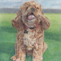 Ralphie-Outside_sml dog portrait