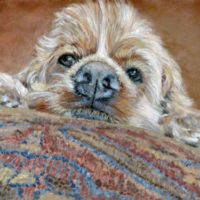 Ralphie-on-Pillow_sml drawing of pet
