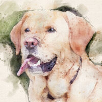 Buddy_sml dachshund commission