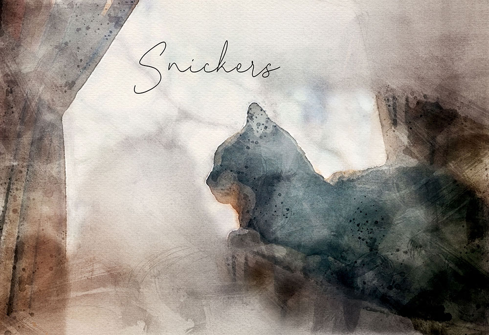 SnickersByWindow_with-name_sml cat memorial