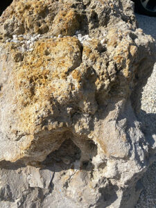 IMG_8729_sml collectable art