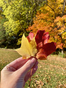 IMG_9046_sml artist inspired by nature